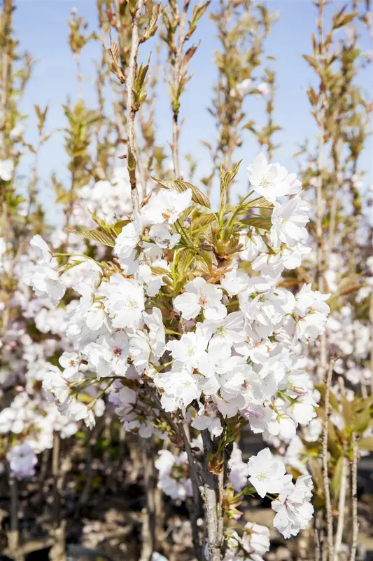 prunus serr. 'amanogawa' - afbeelding 3