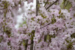 prunus serr. 'amanogawa' - afbeelding 5