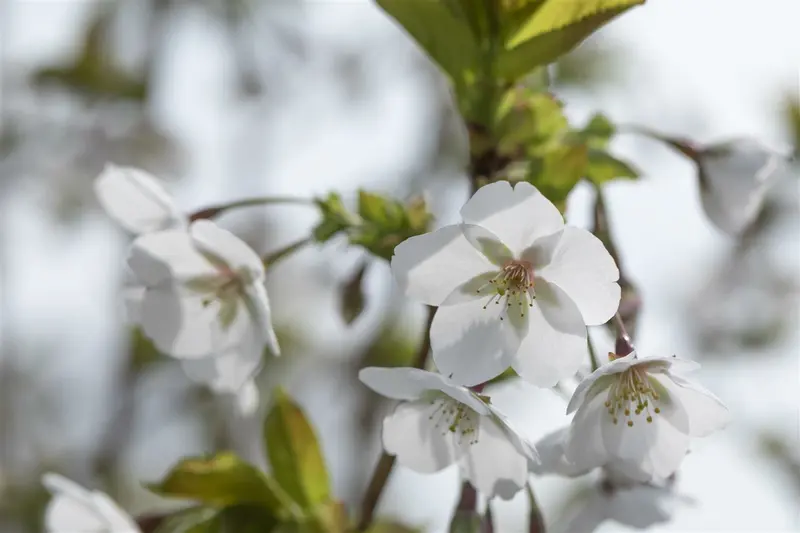 prunus serr. 'amanogawa' 8/10 BEVEERD BW - afbeelding 4