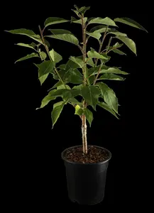 prunus serr. 'kanzan' 10/12 - afbeelding 1