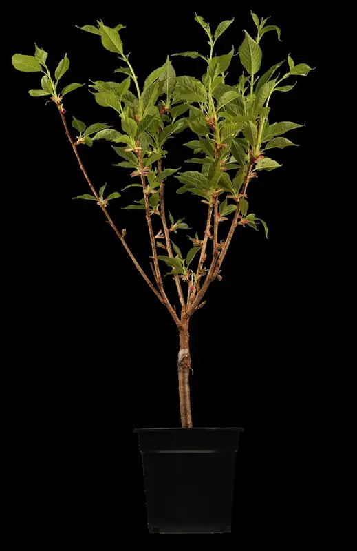 prunus serr. 'kanzan' 10/12 - afbeelding 2