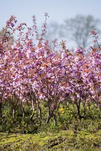 prunus serr. 'kanzan' 10/12 C30 - afbeelding 4