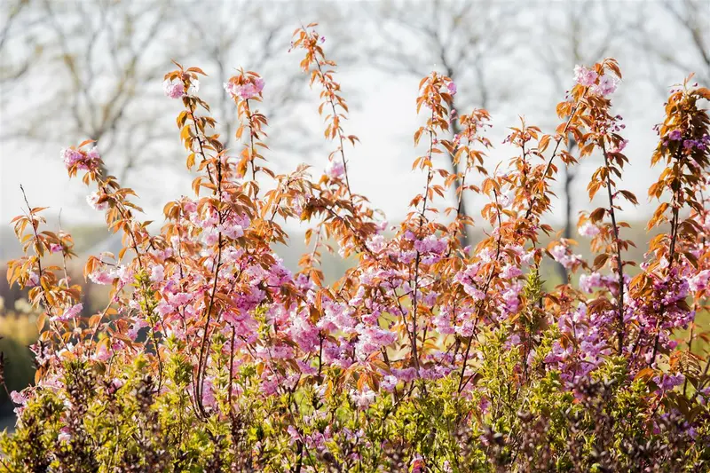 prunus serr. 'kanzan' - afbeelding 5