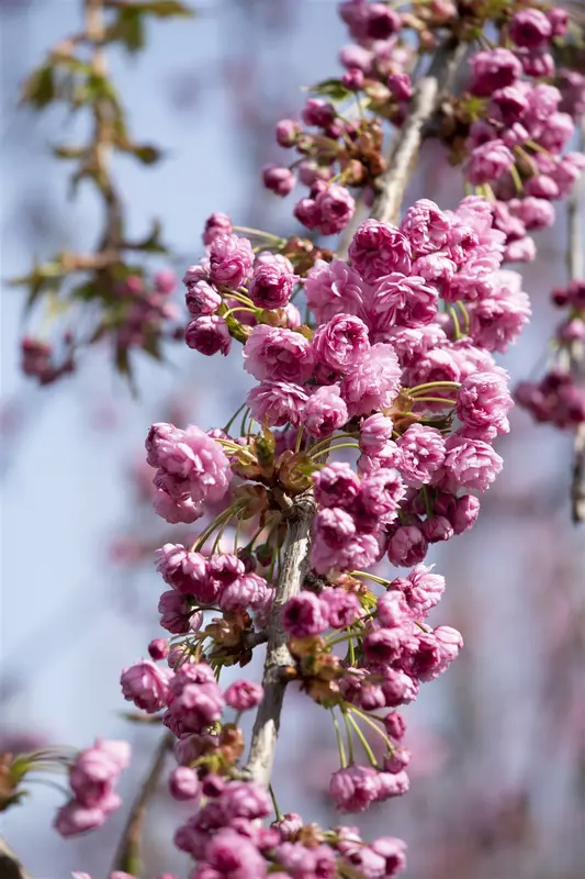 prunus serr. 'kiku-shidare-zakura' 10/12 C30 - afbeelding 2