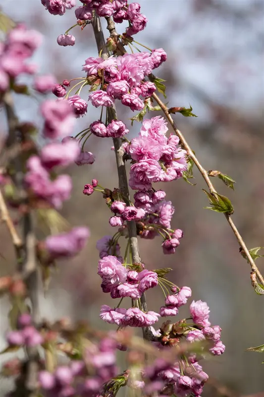 prunus serr. 'kiku-shidare-zakura' 10/12 C30 - afbeelding 5