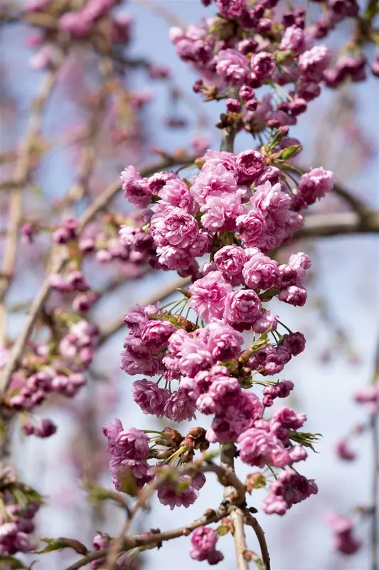 prunus serr. 'kiku-shidare-zakura' (150-175 cm) - afbeelding 1