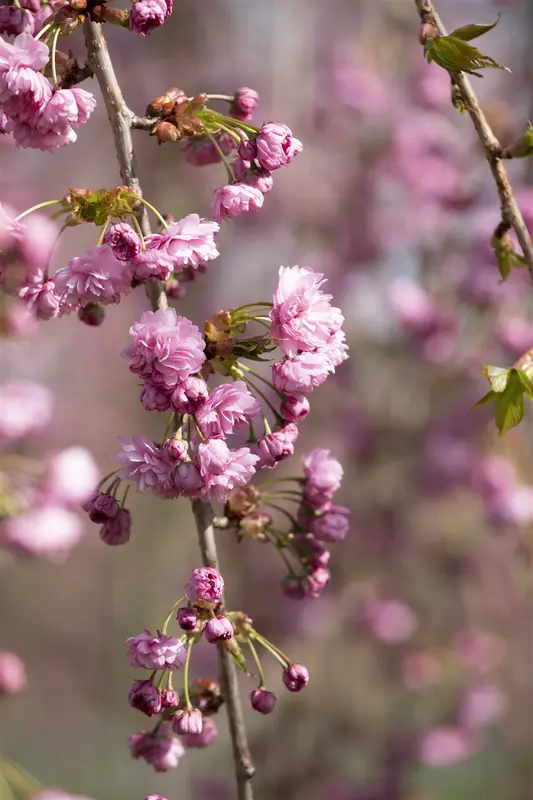 prunus serr. 'kiku-shidare-zakura' (150-175 cm) - afbeelding 3