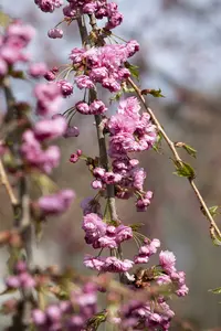 prunus serr. 'kiku-shidare-zakura' (150-175 cm) - afbeelding 5