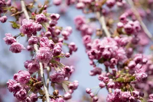 prunus serr. 'kiku-shidare-zakura' (150-175 cm) - afbeelding 4