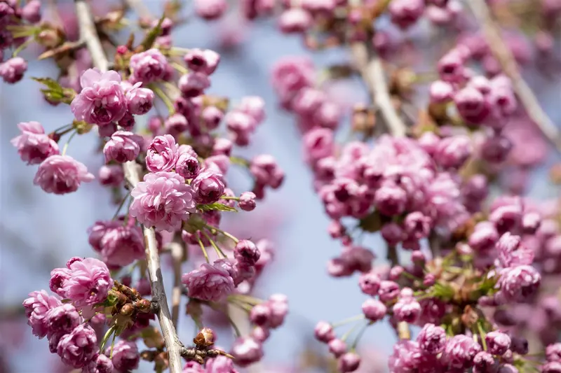 prunus serr. 'kiku-shidare-zakura' - afbeelding 4