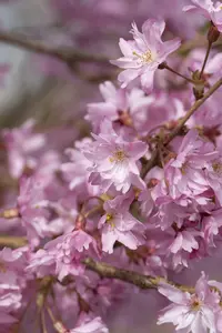 prunus subh. 'autumnalis' 8/10