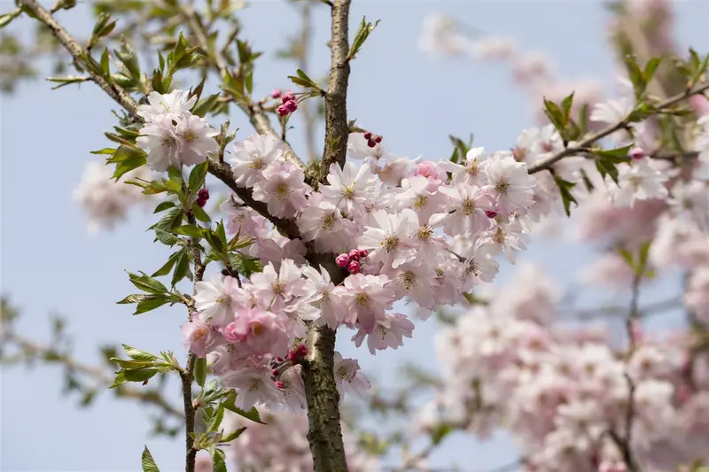 prunus subh. 'autumnalis rosea' 14/16 - afbeelding 1