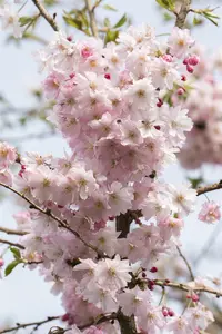 prunus subh. 'autumnalis rosea' 20/25 - afbeelding 2