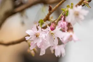 prunus subh. 'autumnalis rosea' 20/25 - afbeelding 3