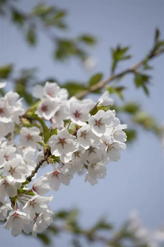 prunus yedoensis 8/10 - afbeelding 2