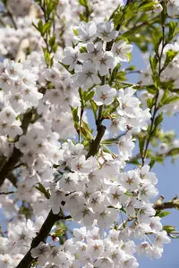 prunus yedoensis 8/10 - afbeelding 5