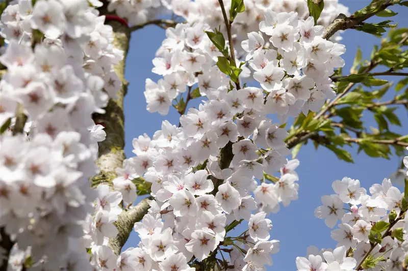 prunus yedoensis 8/10 - afbeelding 1