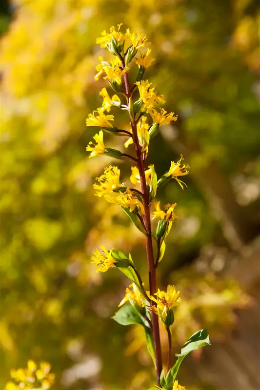 ligularia przewalskii P9