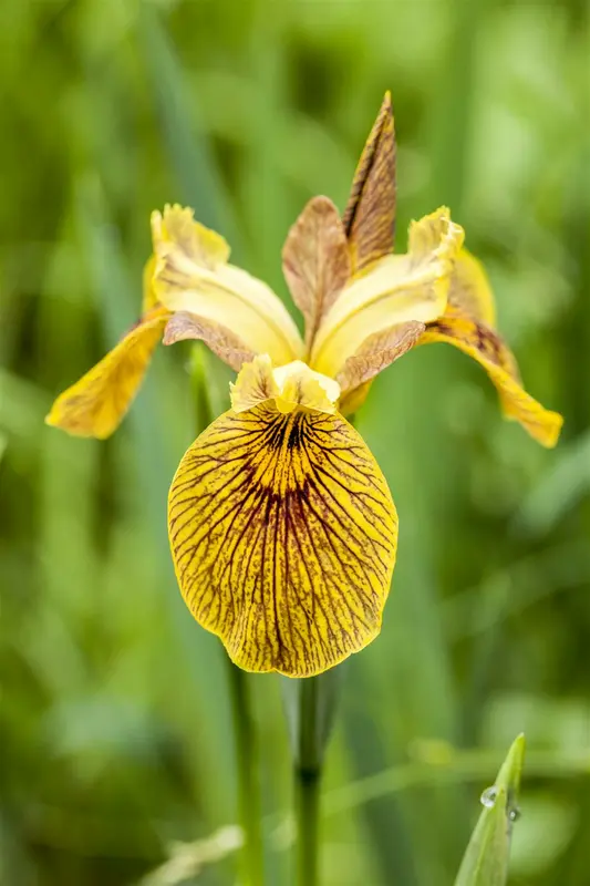 iris pseudacorus P9 - afbeelding 3