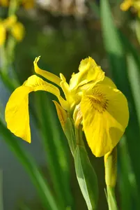 iris pseudacorus P9 - afbeelding 1