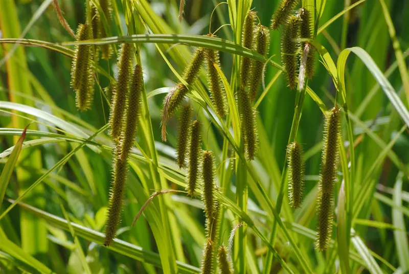 carex pseudocyperus P9