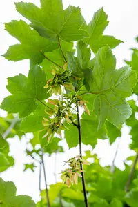 acer pseudoplatanus (175-200 cm) - afbeelding 5