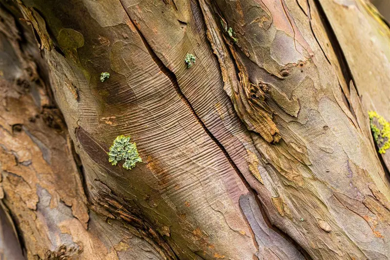 acer pseudoplatanus (175-200 cm) - afbeelding 1