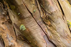 acer pseudoplatanus (175-200 cm) - afbeelding 1