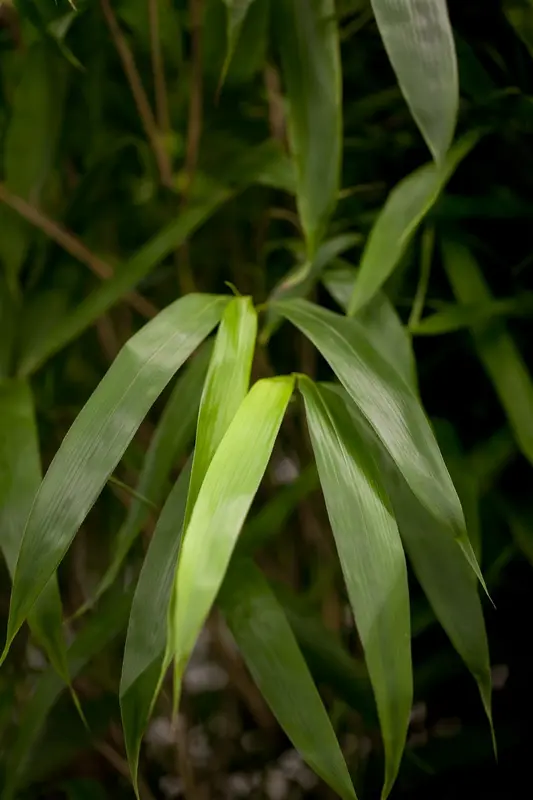 pseudosasa japonica (bambusa metake) (125-150 cm) - afbeelding 1