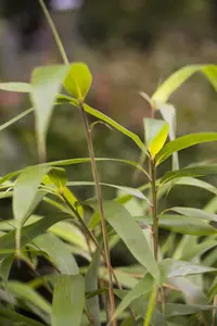 pseudosasa japonica (bambusa metake) (125-150 cm) - afbeelding 4