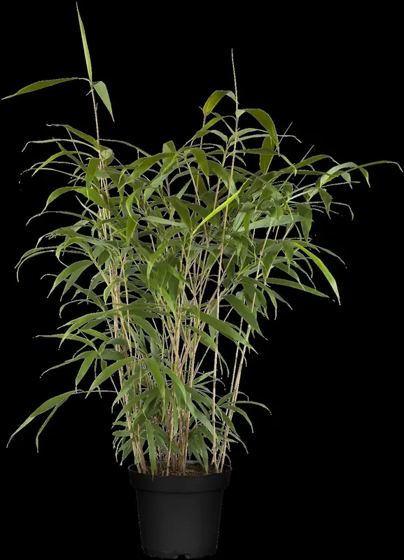 pseudosasa japonica (bambusa metake) (200-250 cm) - afbeelding 3