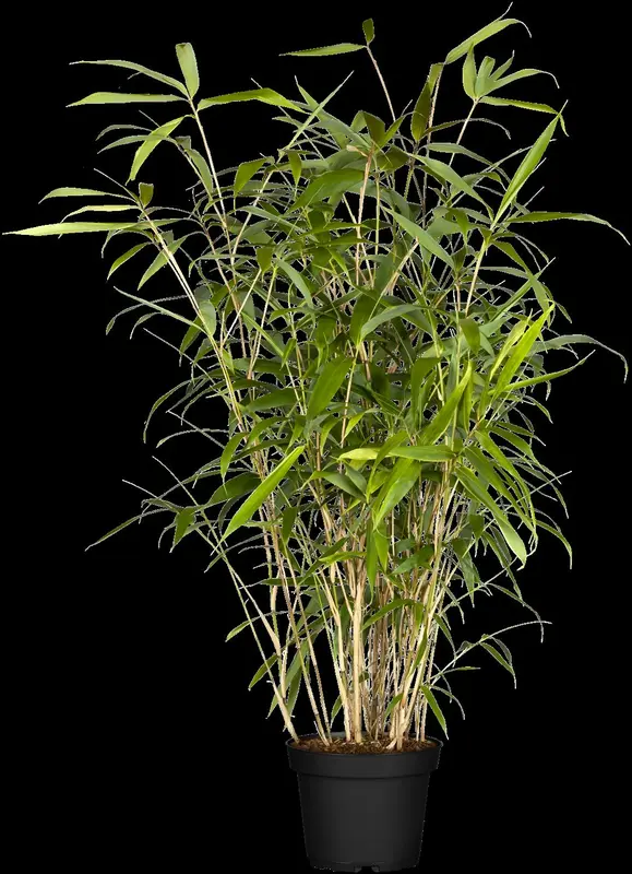 pseudosasa japonica (bambusa metake) (200-250 cm) - afbeelding 2