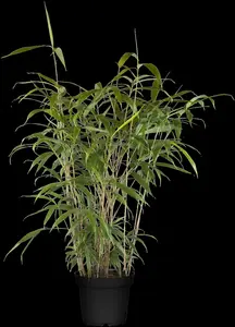 pseudosasa japonica (bambusa metake) (60- 80cm) - afbeelding 3