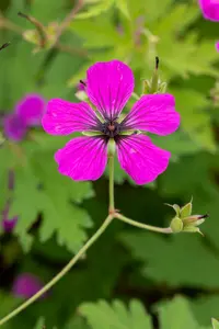 geranium psilostemon P9 - afbeelding 2