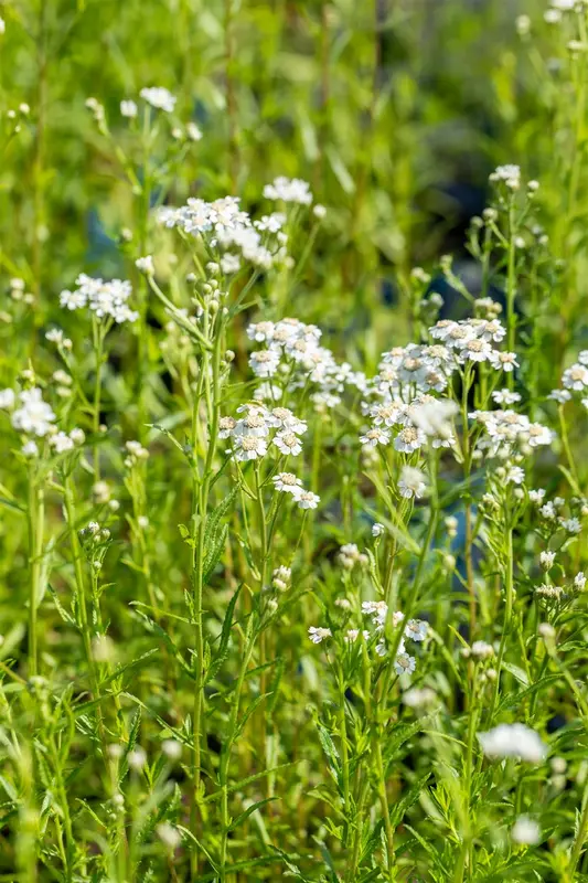 achillea ptarmica P11 - afbeelding 4