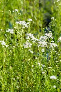 achillea ptarmica P9 - afbeelding 4