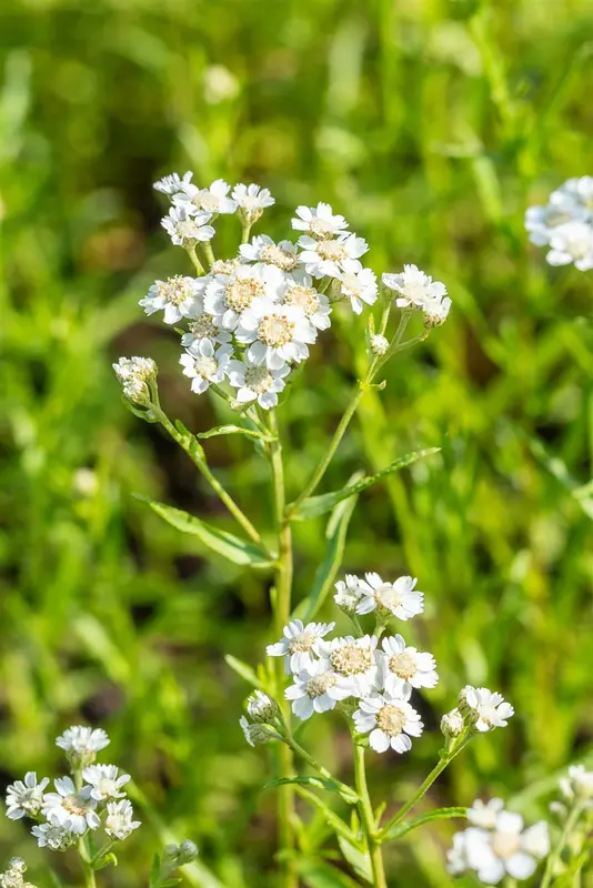 achillea ptarmica P11 - afbeelding 3