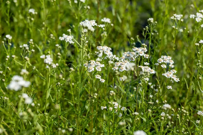 achillea ptarmica P11 - afbeelding 5