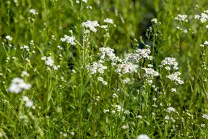 achillea ptarmica P9 - afbeelding 5