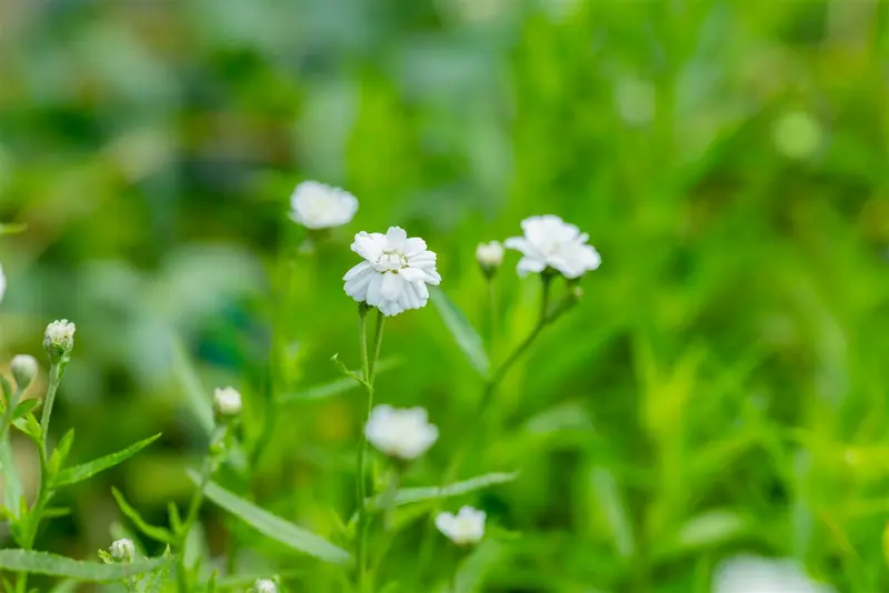 achillea ptarmica P11 - afbeelding 2