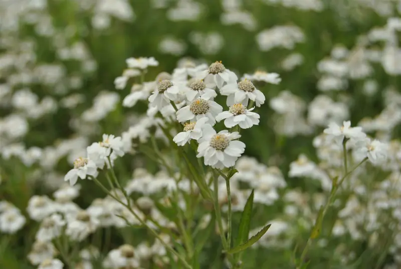 achillea ptarmica P11 - afbeelding 1