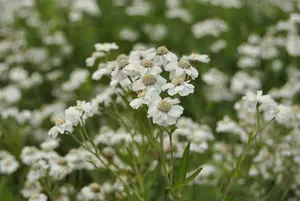 achillea ptarmica P11 - afbeelding 1