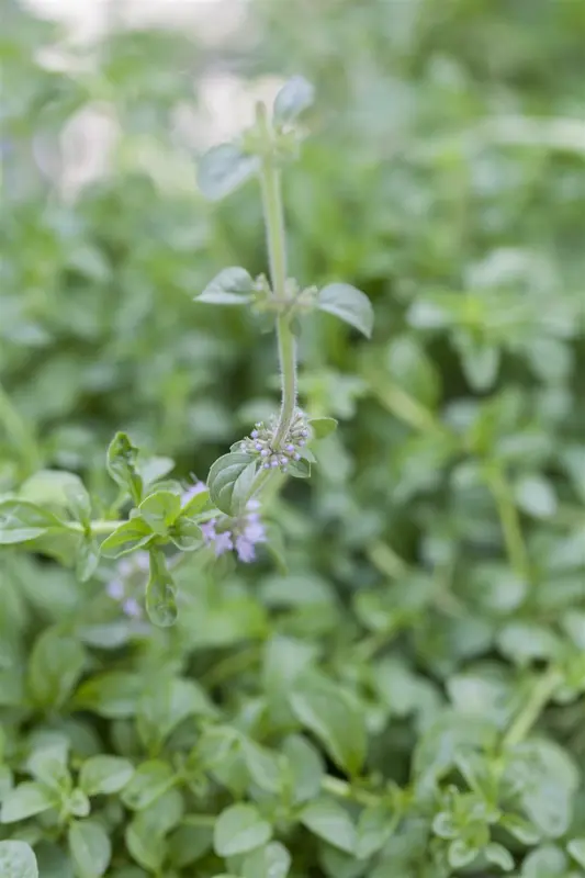 mentha pulegium P9 - afbeelding 1