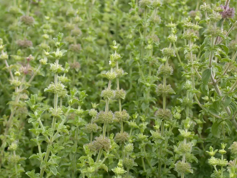 mentha pulegium P9 - afbeelding 3