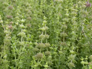 mentha pulegium P9 - afbeelding 3