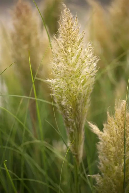 cortaderia sell. 'pumila' P11 - afbeelding 1