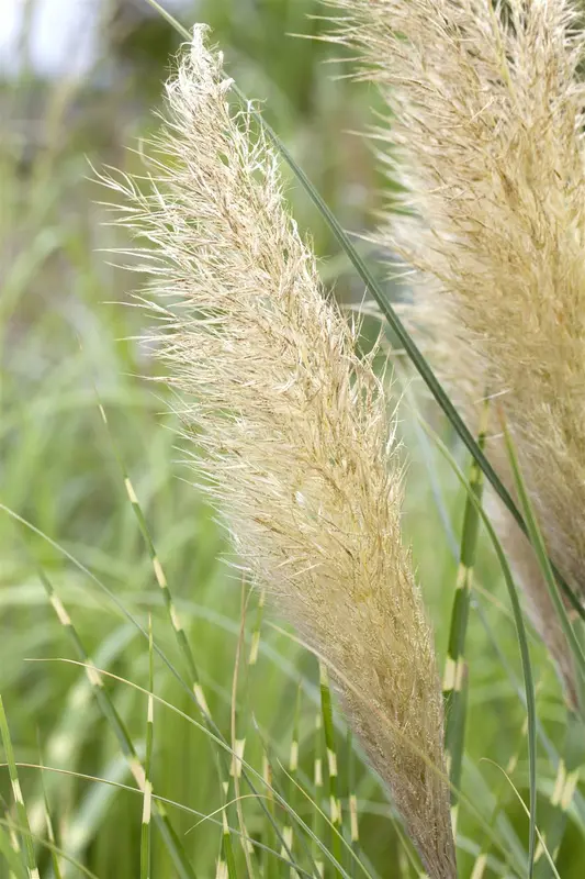 cortaderia sell. 'pumila' P11 - afbeelding 2