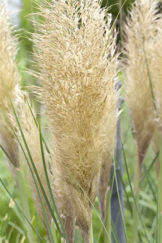 cortaderia sell. 'pumila' P11 - afbeelding 3