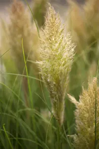 cortaderia sell. 'pumila' P9 - afbeelding 1