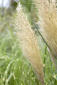 cortaderia sell. 'pumila' P9 - afbeelding 2